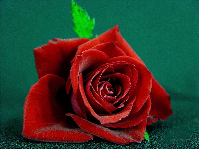 09e726075838.gif