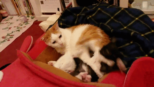 146710672_00.gif