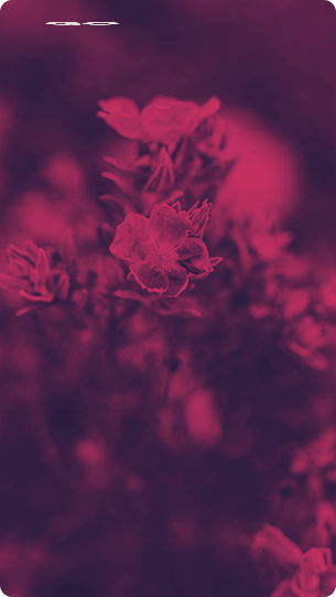 anim14.gif