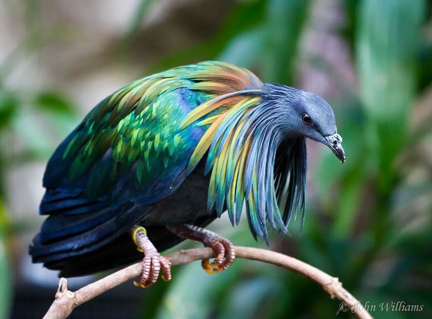Nicobar-Pigeon-3.jpg