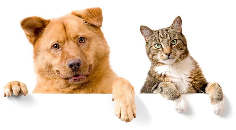 pets.jpg