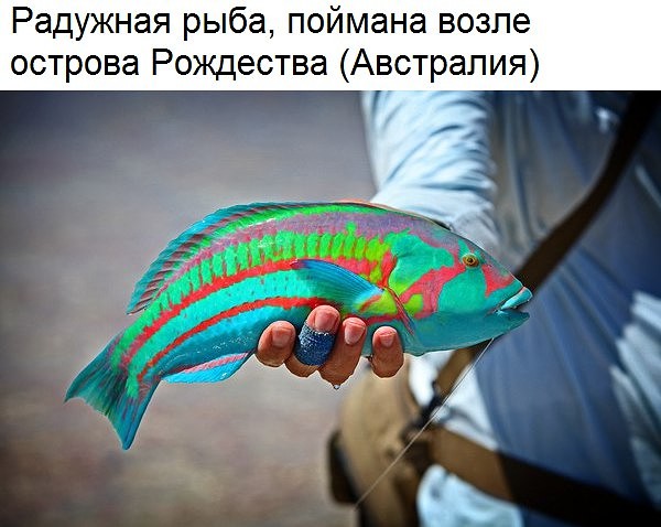ryba.jpg