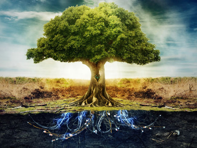 tree.jpg