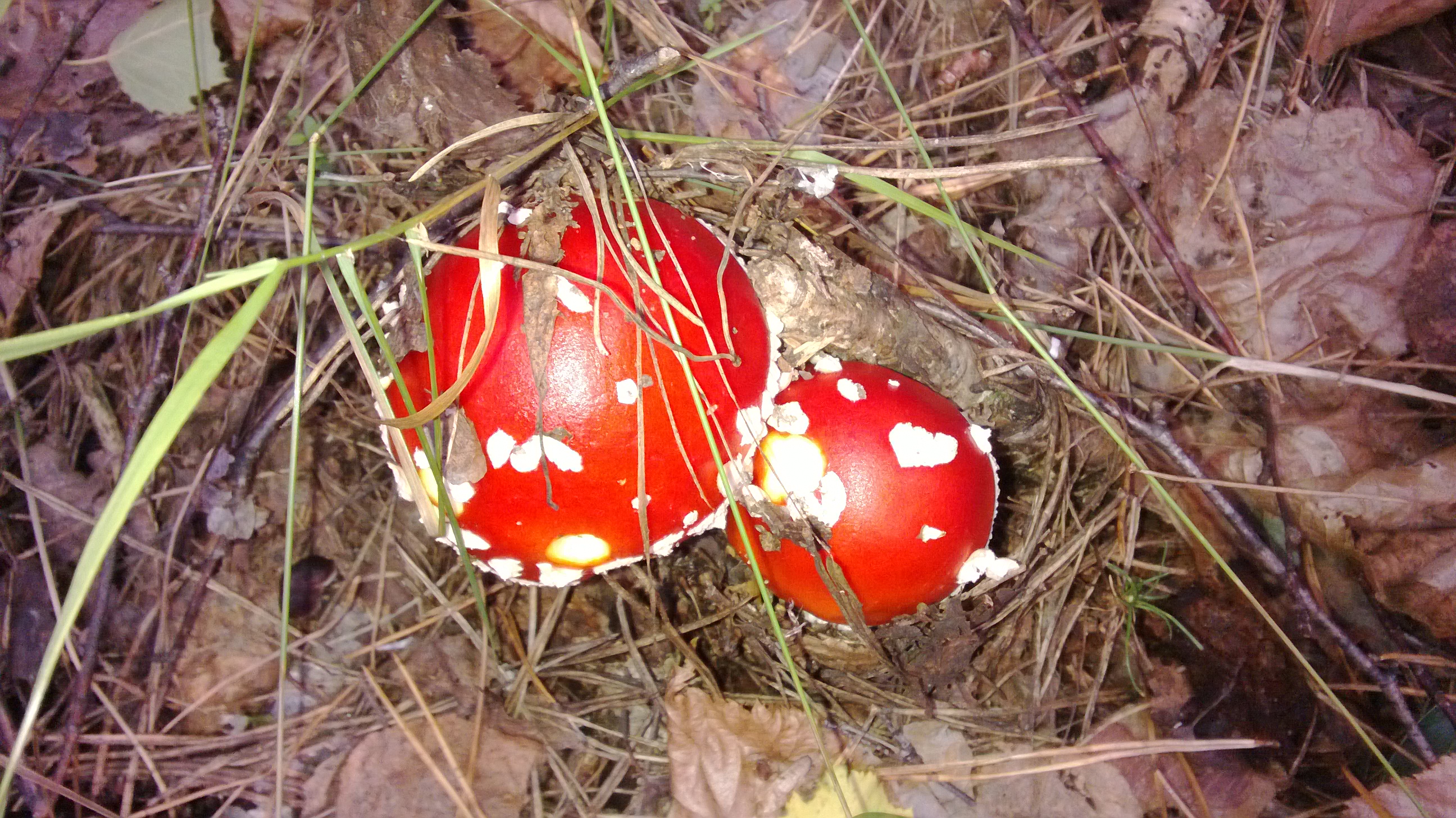 WP_20170910_003.jpg