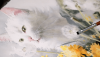 24c5fdaf937d1a0c438bcc8cf59c1a38.png