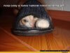 котоматрица.jpeg