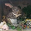 renaissancerabbit2.jpg