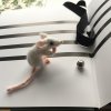 aravmice7.jpg