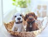 bb0838d29ac6001f609df65f0bq6--materialy-dlya-tvorchestva-master-klass-sobaka-labrador.jpg