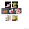bb4dcc2f0f6dd462e9e1da42e767--ukrasheniya-brosh-sakura-yablonya-iris-obuchenie-dip-art-i-pe.jpg