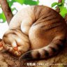 Спящий кот