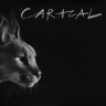Caracal