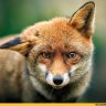 andreyfox13