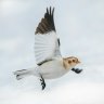 Plectrophenax