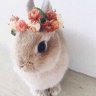 Vanilla Bunny