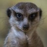 Rezhisser