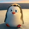 Pinguin