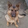 Tomich