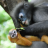 Langur