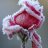 winterose