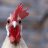 Crazychicken