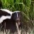 Skunss76